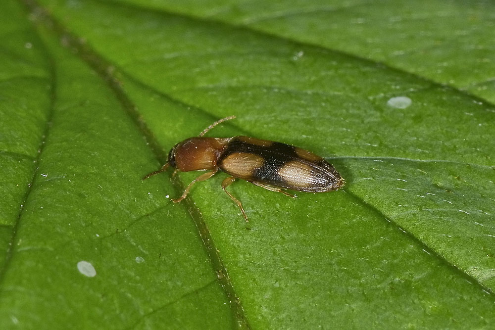 Betarmon bisbismaculatus